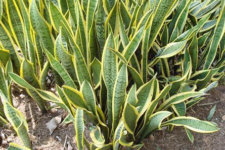 Sanseviera Plant - (also known as Mother-in-Law's Tongue or Snake plant)